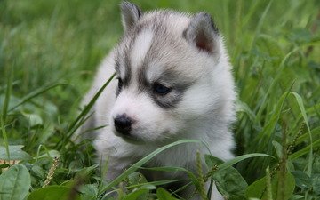 трава, щенок, хаски, голубые глаза, лайка, маленький пес