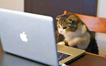 кошка, за ноутбуком