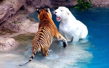 вода, бассейн, зоопарк, альбинос, драка, тигры