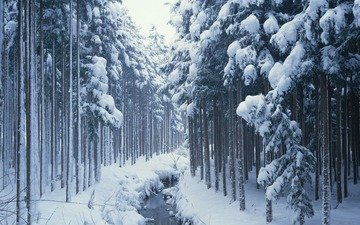 деревья, снег, лес, зима, ручей, сосны, сугробы, хвойные
