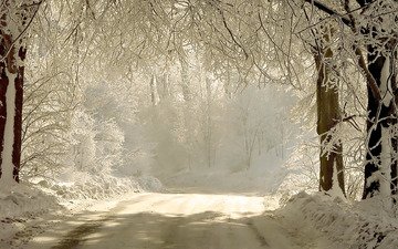 дорога, снег, природа, лес, зима, ветки, мороз