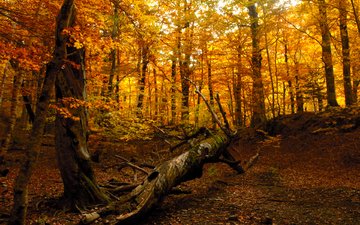природа, дерево, лес, осень