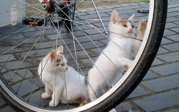 игра, белые, кошки, котята, велосипед, брусчатка