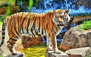 тигр, вода, камни, водопад, смотрит, хищник, стоит
