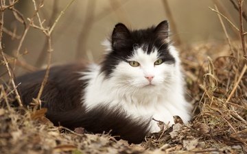 кот, мордочка, усы, кошка, взгляд, пушистый, лежит, чёрно-белый, сухая трава