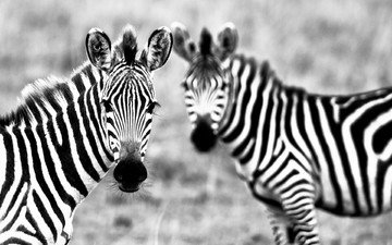 полоски, животные, чёрно-белое, зебры
