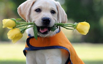 цветы, розы, собака, щенок, лабрадор, лабрадор-ретривер