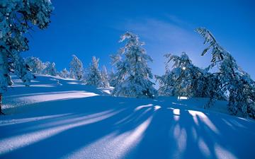 снег, лес, зима, склон, ель, холм, сугробы, тени, синий фон, сосна, голубое небо