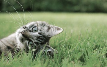 трава, кот, лето, кошка, полосатый, кот на траве