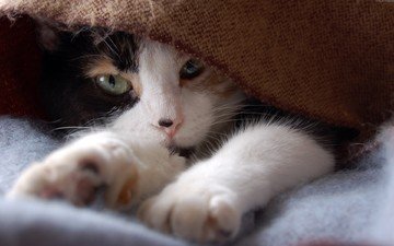кот, кошка, взгляд, одеяло, лапки, трехцветный