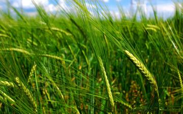 поле, лето, пшеница