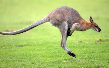 трава, прыжок, животное, кенгуру, австралийский, сумчатое животное