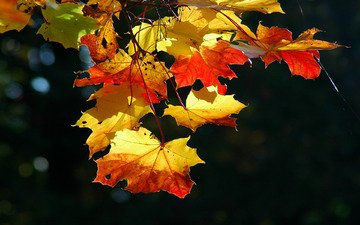 свет, листья, клен, кленовый лист, сухой, осенние листья