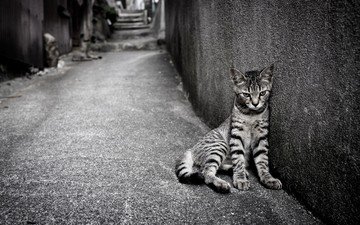 кошка, одиночество, улица, кот.полосатый