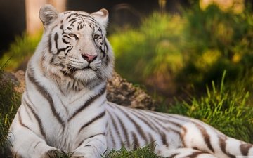 тигр, кошка, хищник, белый тигр