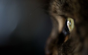 макро, кот, шерсть, кошка, темный фон, глаз, котэ