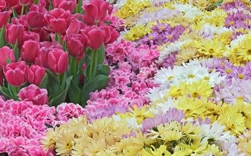 цветы, весна, тюльпаны, розовые, красиво, хризантемы, разнообразие
