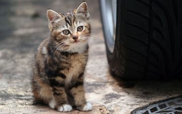 машина, кот, мордочка, кошка, взгляд, котенок, колесо