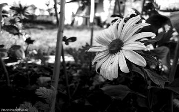 цветок, черно белый, лепестки