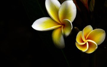 макро, лепестки, бело-желтый, тропический цветок