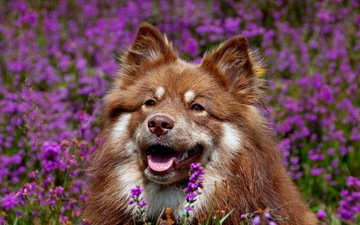 морда, цветы, собака, уши, язык, финский лаппхунд
