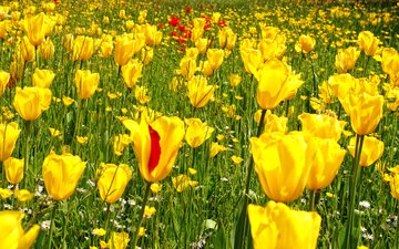цветы, трава, желтый, фото, поле, весна, тюльпаны