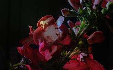 cvety, krasnye, kolokolchiki, polumrak