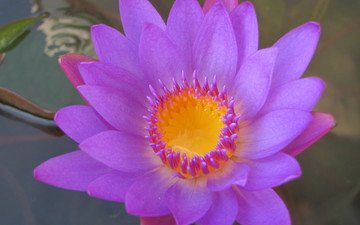 cvety, krasota, tajland