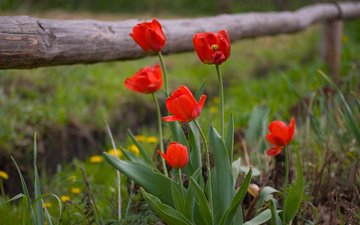 забор, весна, тюльпаны