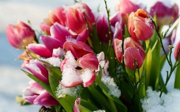 цветы, снег, весна, тюльпаны