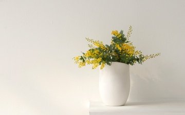 cvety, vetki, vaza, mimoza, polka, stena