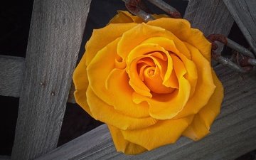 роза, жёлтая