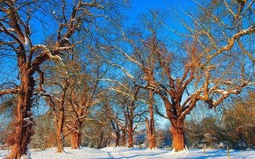 небо, дорога, деревья, снег, зима, ветки