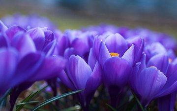 цветы, весна, фиолетовые, крокусы, cvety, krokusy, mnogo