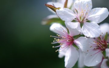 цветы, природа, цветение, весна, вишня, vid, kartinka, krasivo, oboi, krupno