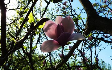 киев, botanicheskij sad, magnoliya