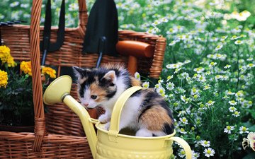 кошка, котенок, сад, ромашки, малыш, корзинка, лейка, пятнистый, садовый инвентарь