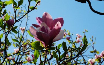 киев, botanicheskij sad, magnoliya