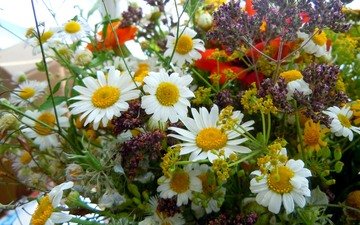 цветы, макро, ромашки, букет, полевые цветы, cvety, romashki, makro, buket
