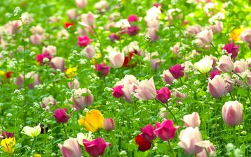 цветы, природа, поле, тюльпаны, полюс, cvety, vesna, tyulpany, rasteniya, priroda