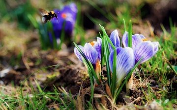 природа, насекомое, весна, шмель, крокусы, боке, cvety, krokusy, vesennie, шафран
