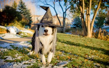 собака, праздник, хэллоуин, бордер-колли, пес в шляпе, обака