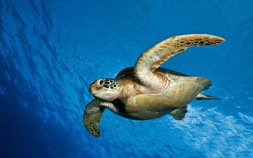 море, черепаха, панцирь, океан, плавники, подводный мир, морская черепаха
