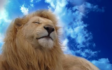 небо, хищник, большая кошка, отдых, лев, грива, голубое, царь зверей