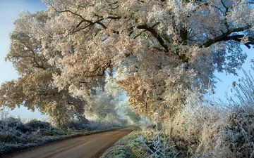 дорога, деревья, дерево, мороз, иней, осень