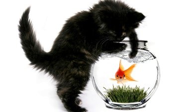 котенок, белый фон, аквариум, рыбка, золотая рыбка, чёрная кошка