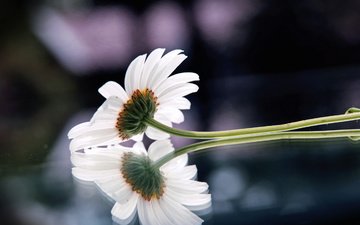 отражение, цветок, ромашка, поверхность, leto, cvetok, priroda