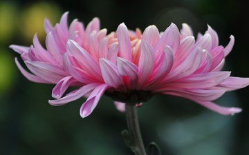 leto, cvetok, xrizantema