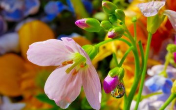 cvety, leto, priroda