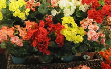 цветы, cvety, krasota, tajland, бегония